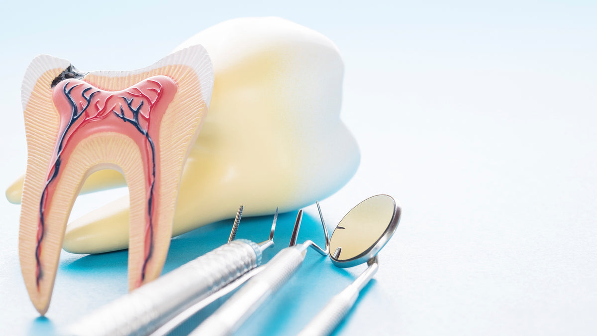 ANATOMÍA, CLASIFICACIÓN Y FUNCIÓN DE NUESTROS DIENTES